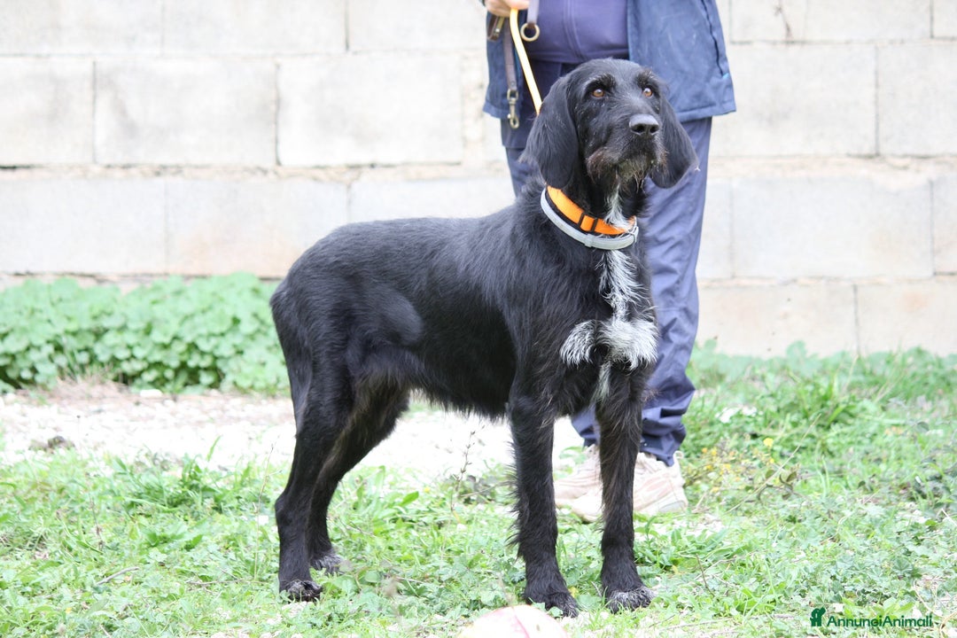 Altre razze cani in regalo: Astrid in adozione - Annuncio 3