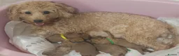 Barboncino cani in vendita: Cuccioli di barboncino red a Città Metropolitana di Bari - Annuncio 5