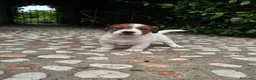 Jack Russell cani in vendita: Cuccioli di jack russell a pelo broken/liscio - Annuncio 4