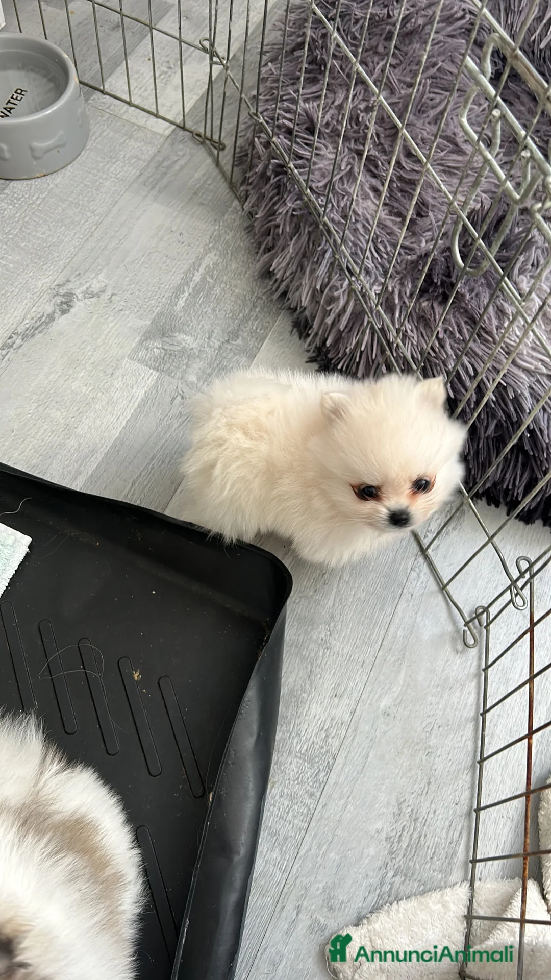 Volpino Pomerania cani in vendita: Orsacchiotto di Pomerania in vendita a Città metropolitana di Milano - Annuncio 9