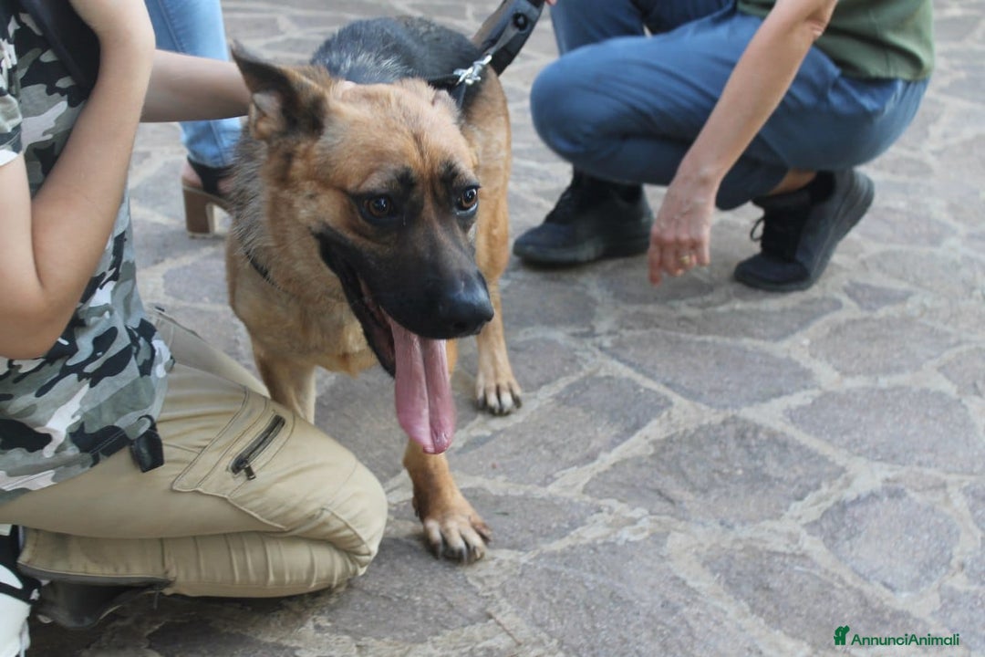Pinscher Tedesco cani in regalo: Pastore Tedesco scartata xchè CIECA E SORDA!SICILI a Città metropolitana di Milano - Annuncio 11