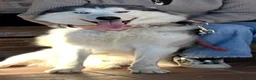 Husky cani in regalo: Husky maschio  a Provincia di Asti - Annuncio 3