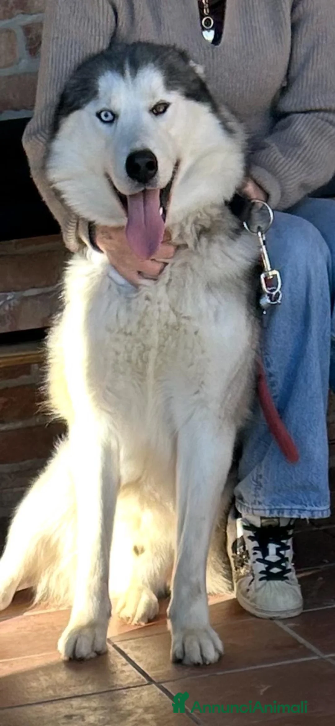 Husky cani in regalo: Husky maschio  a Provincia di Asti - Annuncio 3