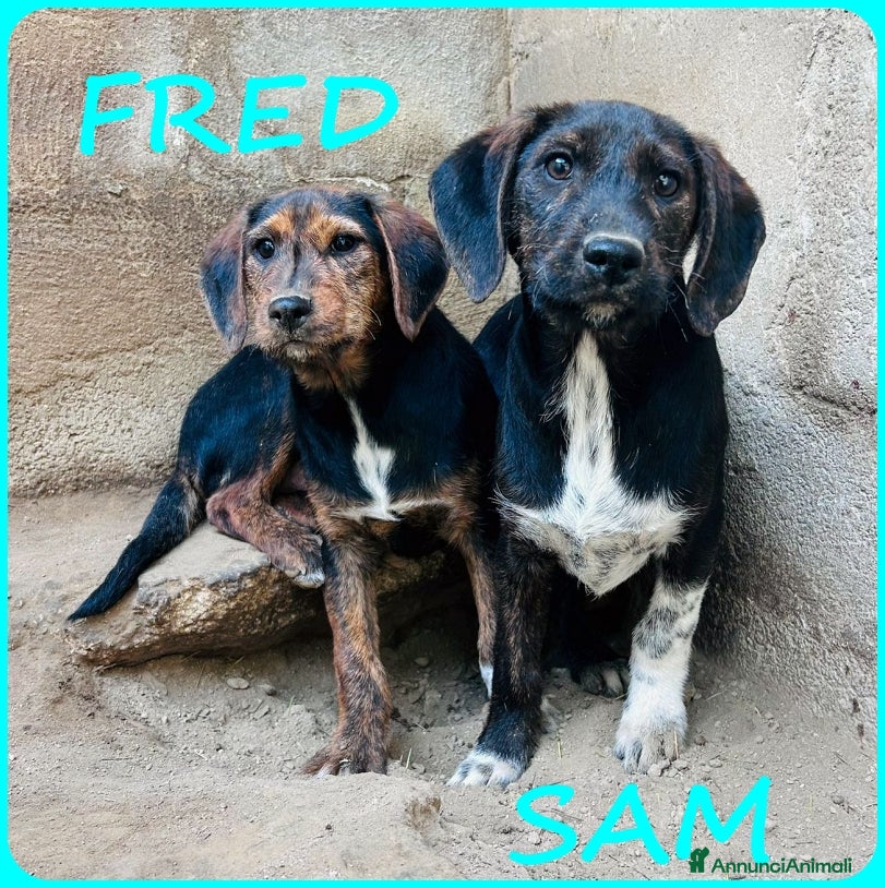 Bassotto cani FRED E SAM CUCCIOLI 6 MESI SIMIL BASSOTTINI  - Annuncio 1