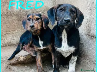 Bassotto cani FRED E SAM CUCCIOLI 6 MESI SIMIL BASSOTTINI - Annuncio 2