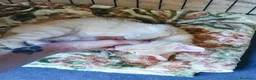 Meticcio gatti in regalo: 2/3 mesi dolcissimo maschietto  - Annuncio 8