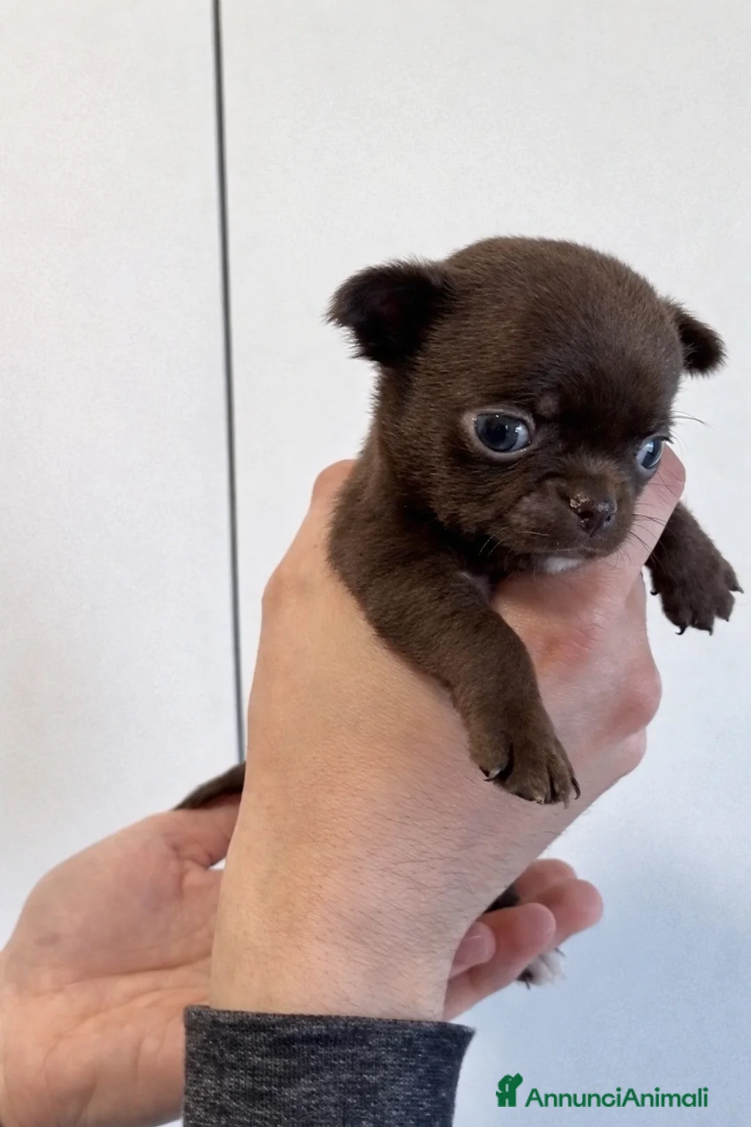 Chihuahua cani in vendita: Cuccioli di chihuahua con pedigree - Annuncio 7