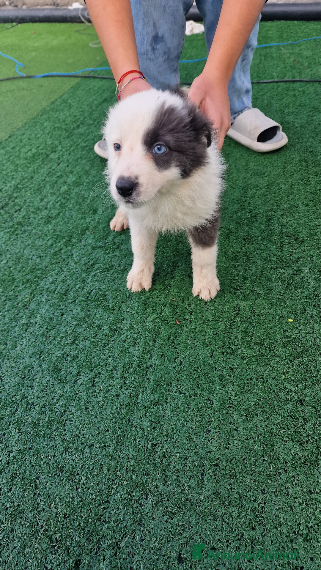 Border Collie cani in vendita: Cuccioli di border collie  - Annuncio 4