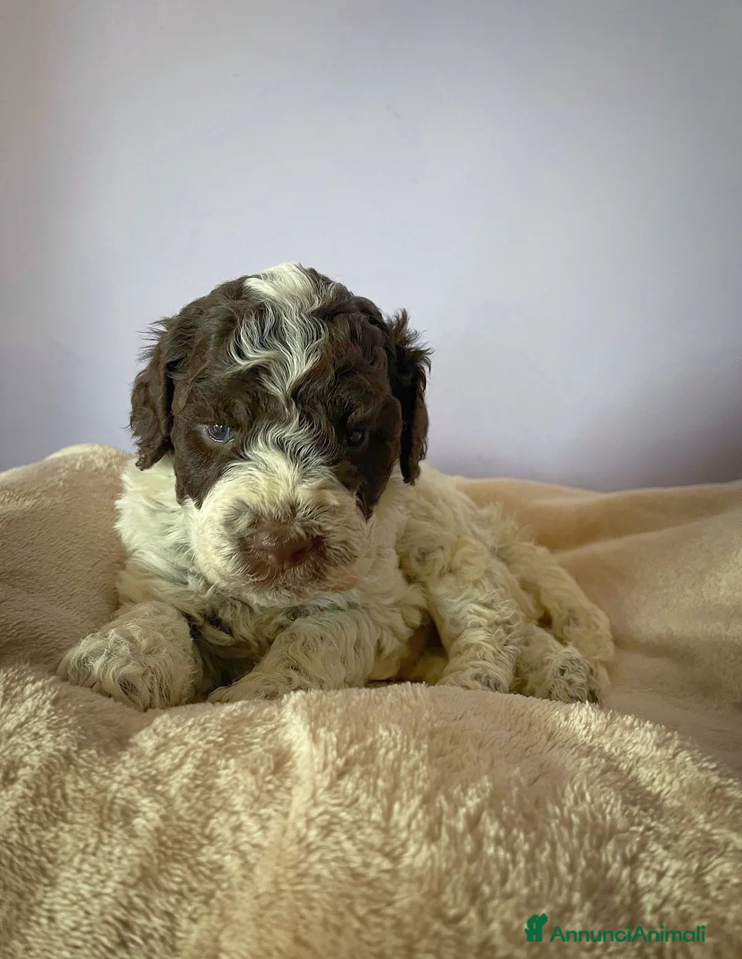 Lagotto cani in vendita: Cuccioli di Lagotto Romagnolo con Pedigree  - Annuncio 4