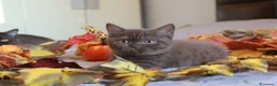 British gatti in vendita: British Shorthair  - Annuncio 4