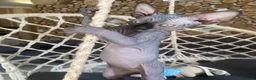 Sphynx gatti in vendita: Cuccioli Sphynks  - Annuncio 16