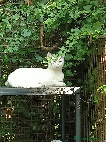 Altre razze gatti - Annuncio 1