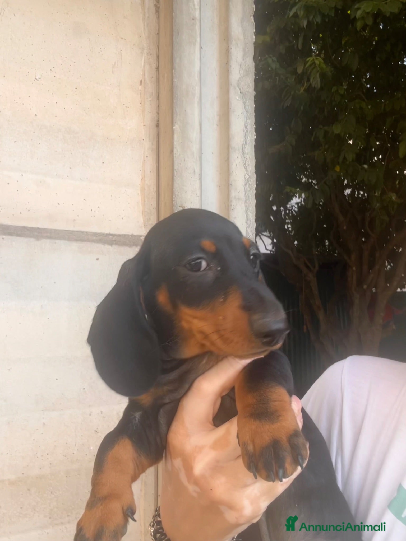 Bassotto cani Bassotto nano/Kaninchen  - Annuncio 3