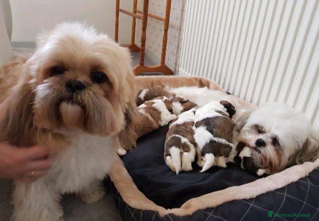 Shih Tzu cani in vendita: Cuccioli di Shih Tzu in vendita a Città metropolitana di Milano - Immagine 8