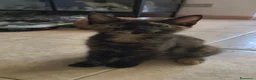 Maine Coon gatti in vendita: Cuccioli Maine Coon a Provincia di Macerata - Annuncio 18