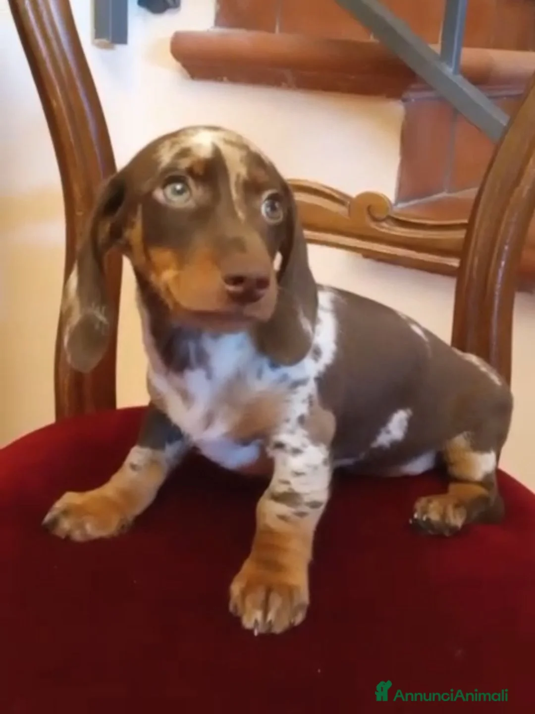 Bassotto cani in vendita: Cuccioli bassotto cioccolato e Arlecchino.  - Annuncio 1