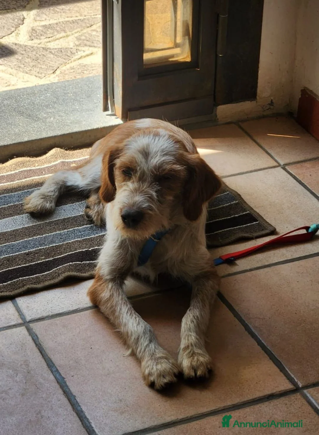 Meticcio cani in regalo: 1anno kg10 SE NON TROVA TORNA AL SUD!MILANO SOS - Annuncio 5