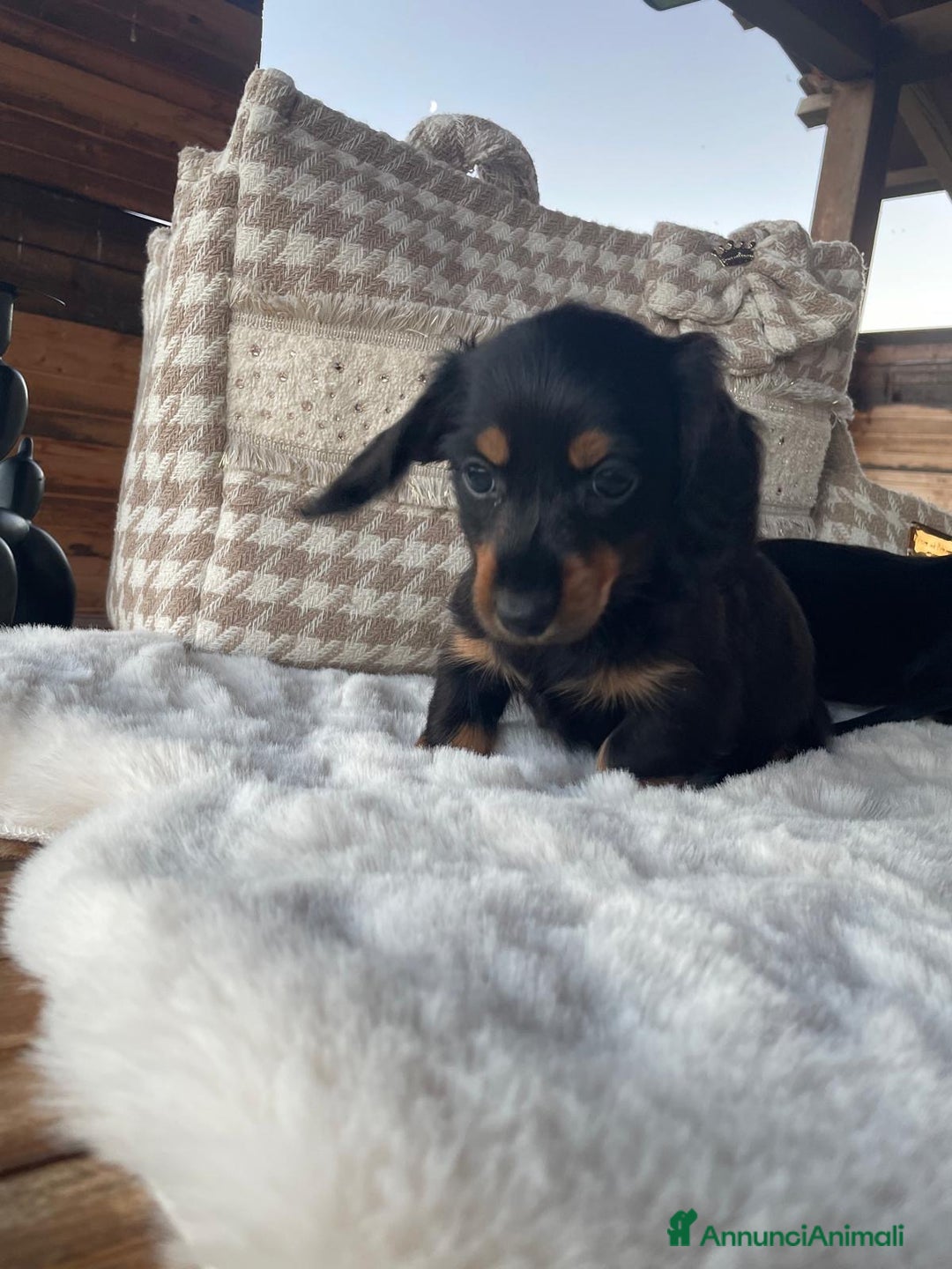 Bassotto cani in vendita: Mashietto bassotto a pelo lungho pedigree Enci - Annuncio 5