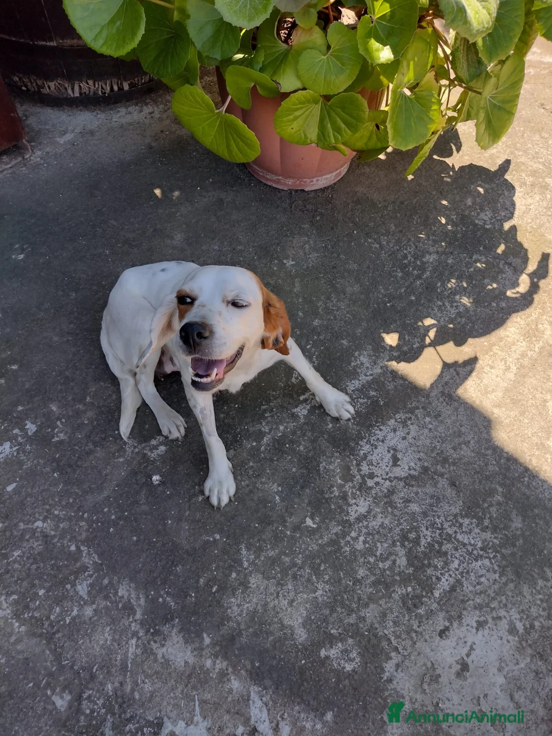 Setter Inglese cani in regalo: Splendido Setter inglese di 4 anni (Catania) - Annuncio 2