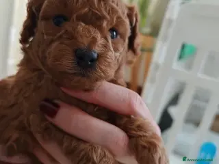 Barboncino Toy cani barboncino toy - Annuncio 18