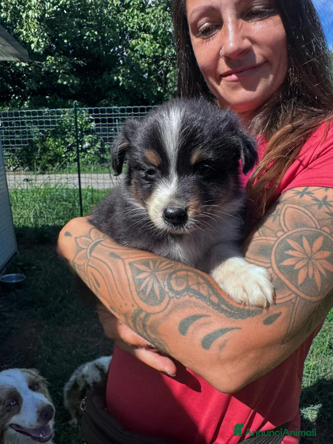 Australian Shepherd cani in vendita: Ultimo cucciolo di pastore australiano  - Annuncio 2