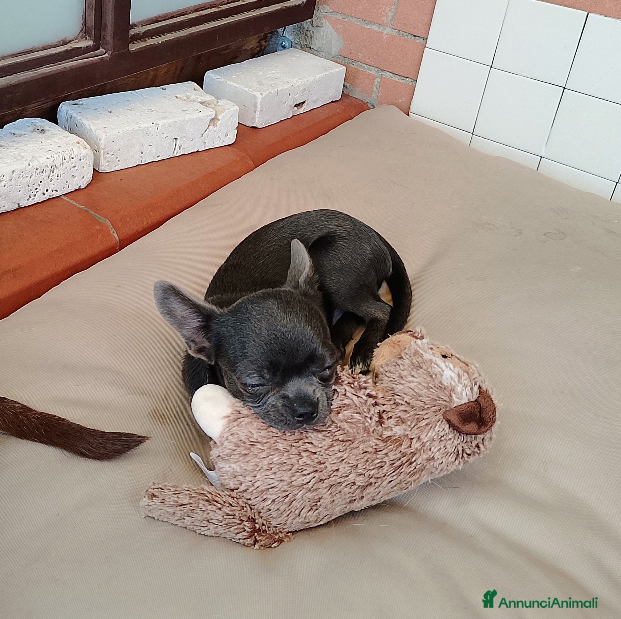 Chihuahua cani Chihuahua pedigree ENCI  - Annuncio 5