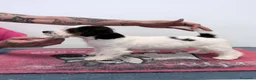 Jack Russell cani in vendita: Maschio tricolore pelo ruvido - Annuncio 11