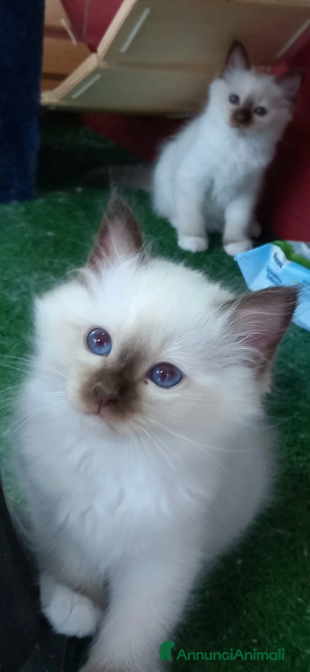 Sacro di Birmania gatti in vendita: Cuccioli Sacro di Birmania bellissimi  a Provincia di Lecce - Annuncio 1