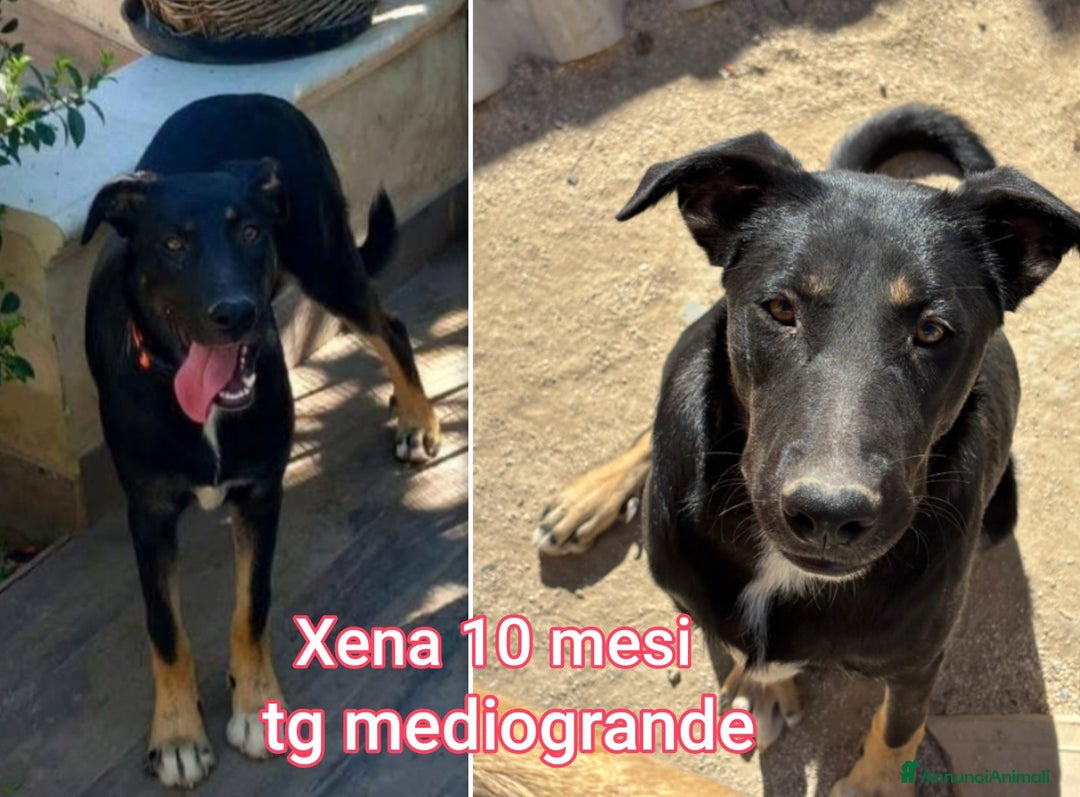 Meticcio cani in regalo: CUCCIOLI ABBANDONATI: EMERGENZA  - Annuncio 9