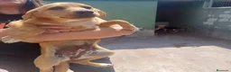 Meticcio cani in regalo: Kira tenera cucciola taglia medio piccola  - Annuncio 3