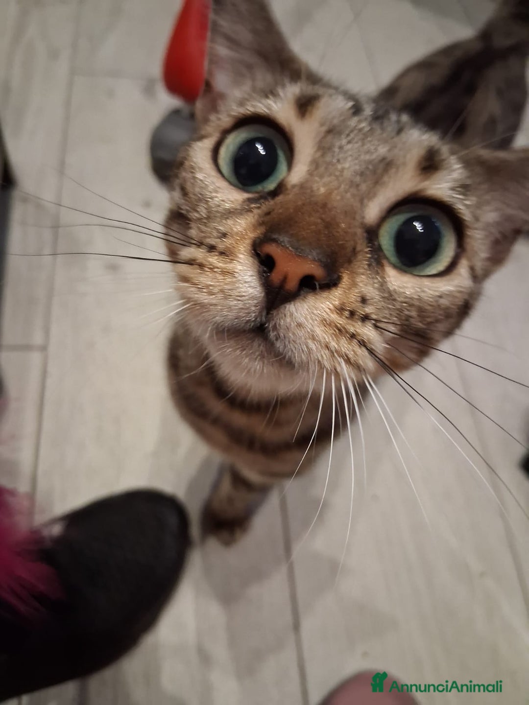 Bengala gatti per accoppiamento: Compagno per Mila a Provincia di Varese - Annuncio 3