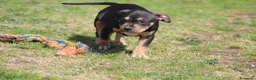 Pitbull cani in vendita: Cuccioli Pit Bull pronta consegna  - Annuncio 14