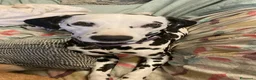 Dalmata cani in regalo: Dalmata femmina a Provincia di Vicenza - Annuncio 2