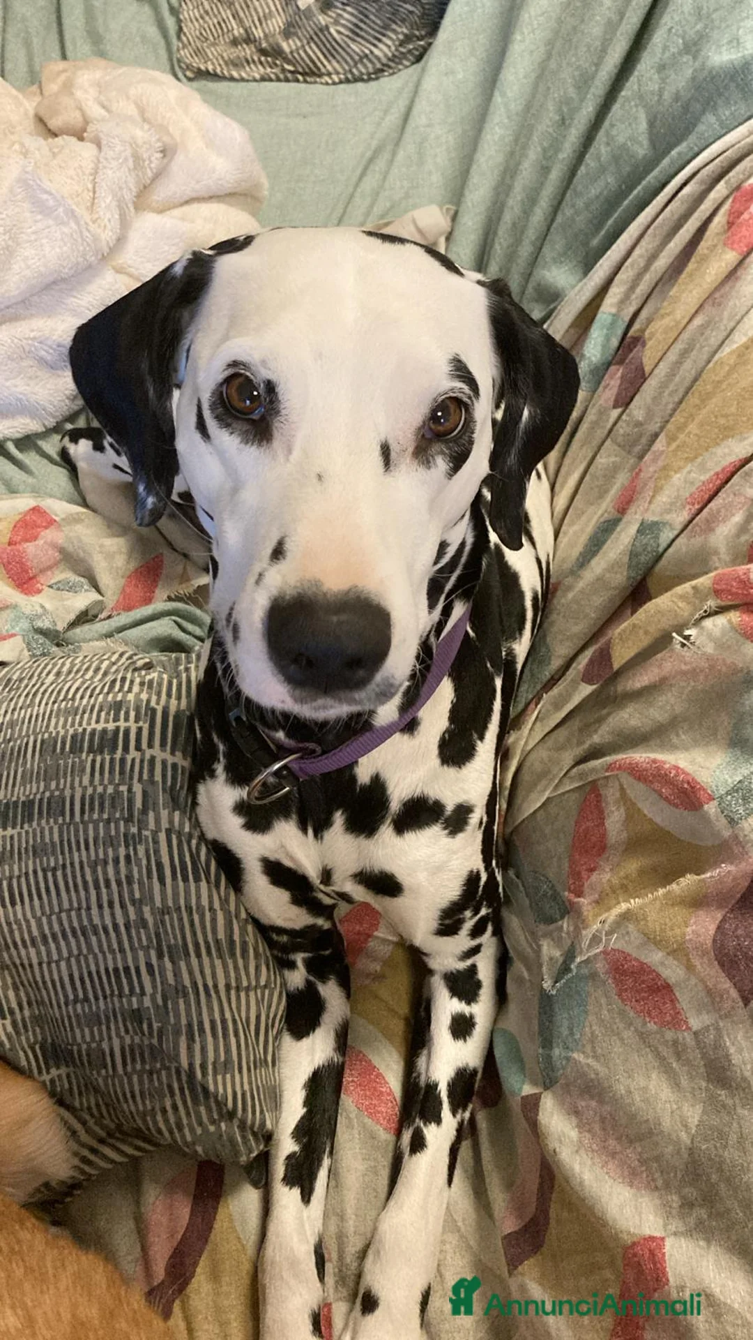 Dalmata cani in regalo: Dalmata femmina a Provincia di Vicenza - Annuncio 2