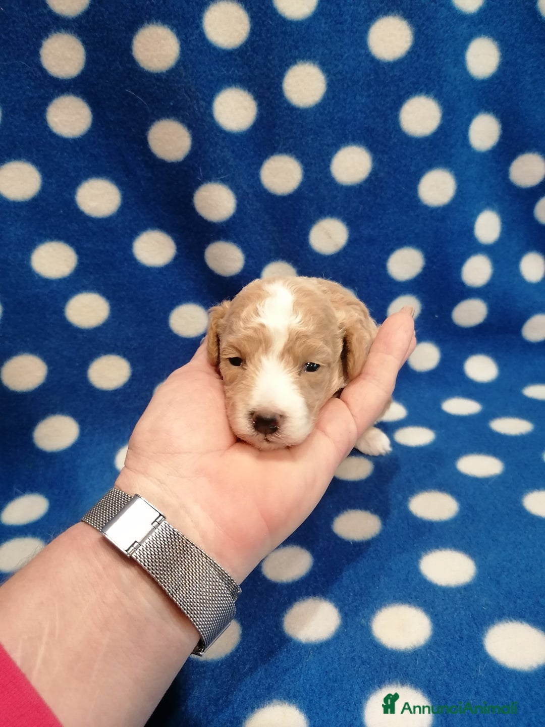 Meticcio cani in vendita: Maltipoo cuccioli - Annuncio 2