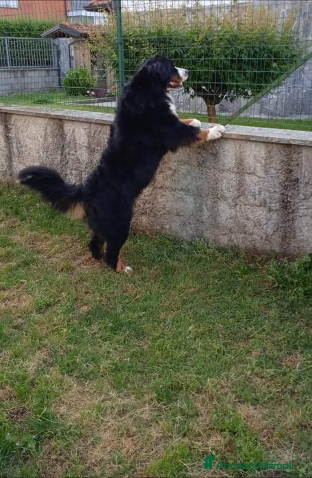 Immagine della galleria {{count}}