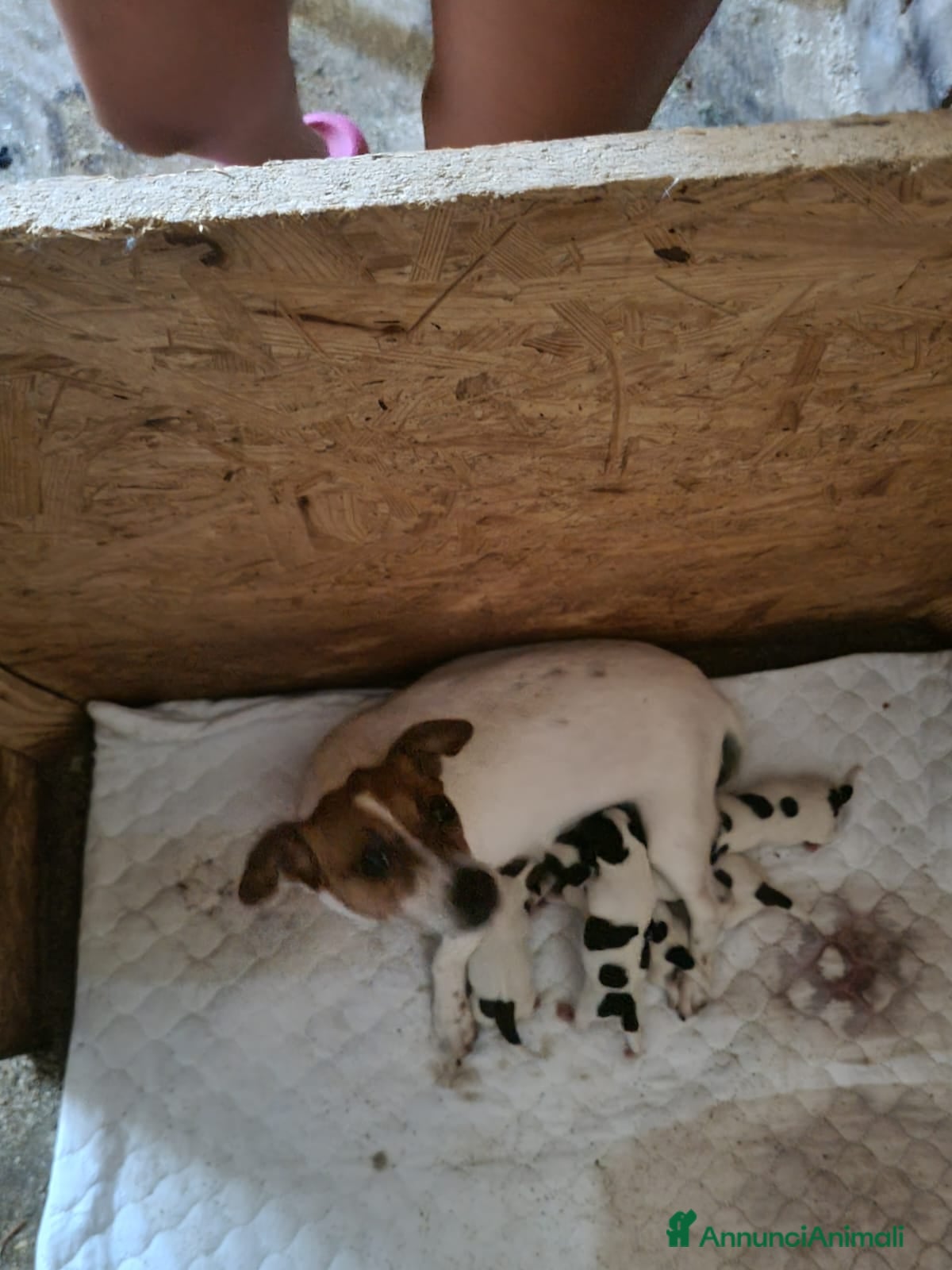 Jack Russell cani Cuccioli jack russell  - Annuncio 1