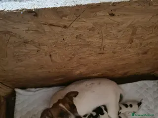 Jack Russell cani Cuccioli jack russell - Annuncio 1