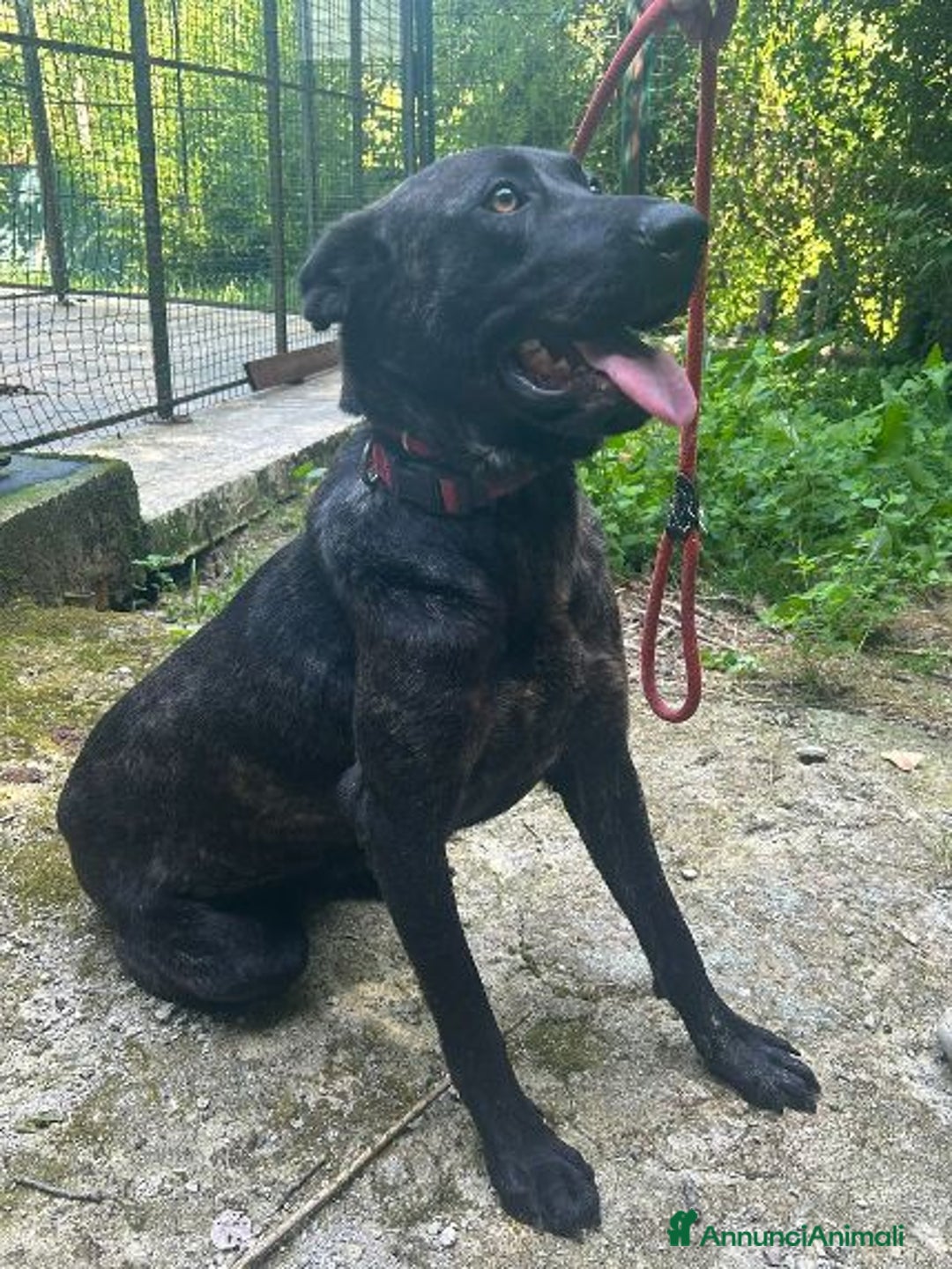 Meticcio cani in regalo: ORSA splendida tg grande giovane e socievole - Annuncio 2