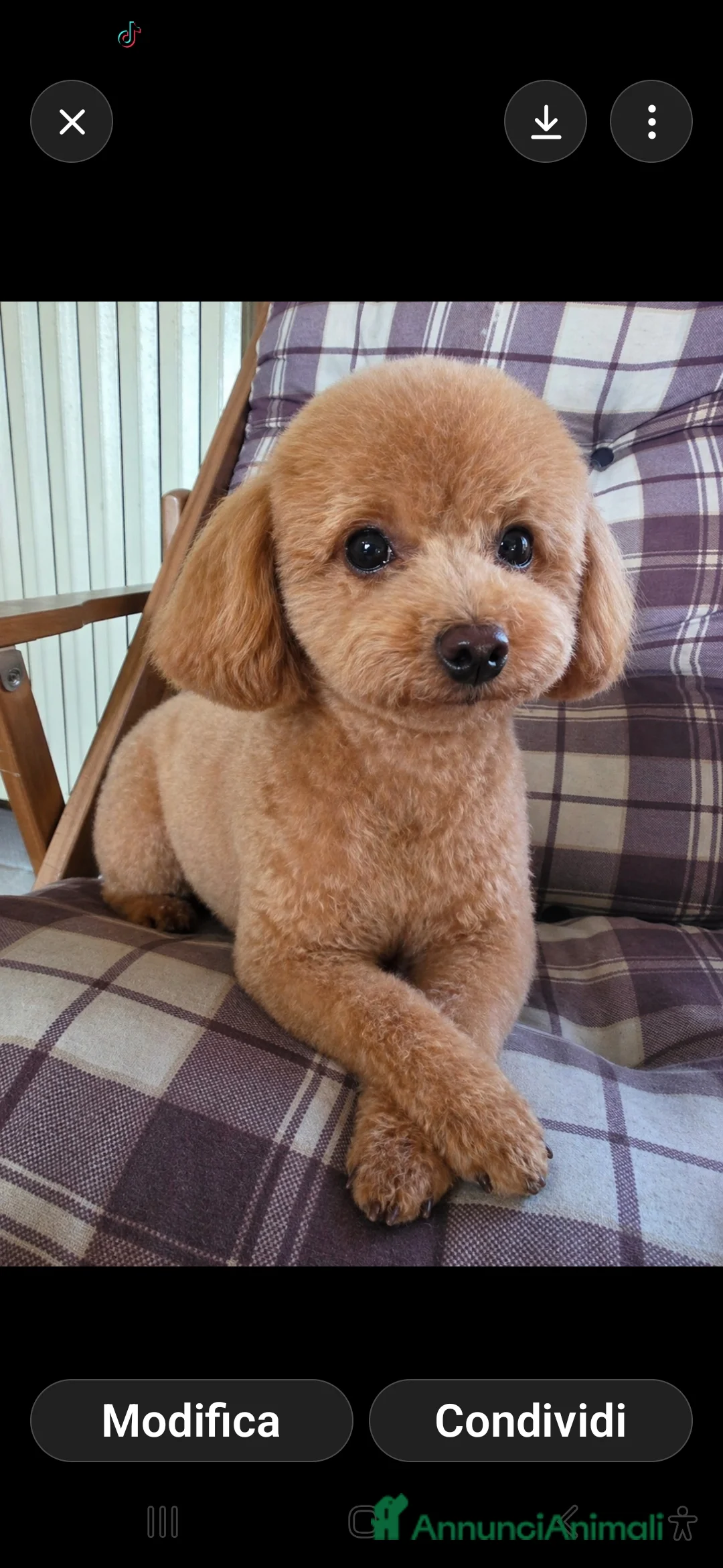 Maltipoo cani in vendita: Cucciola cerca mamma a Provincia di Ascoli Piceno - Annuncio 1