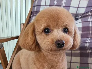 Maltipoo cani Cucciola cerca mamma - Annuncio 1