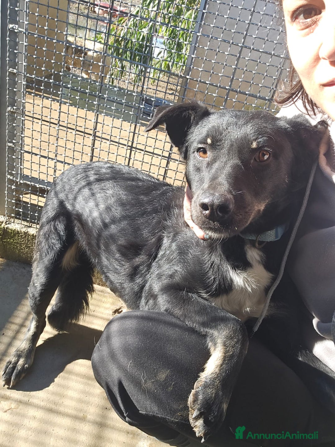 Meticcio cani in regalo: Carlo: 1 anno e mezzo, socievole, timido, dolce a Città Metropolitana di Genova - Annuncio 33