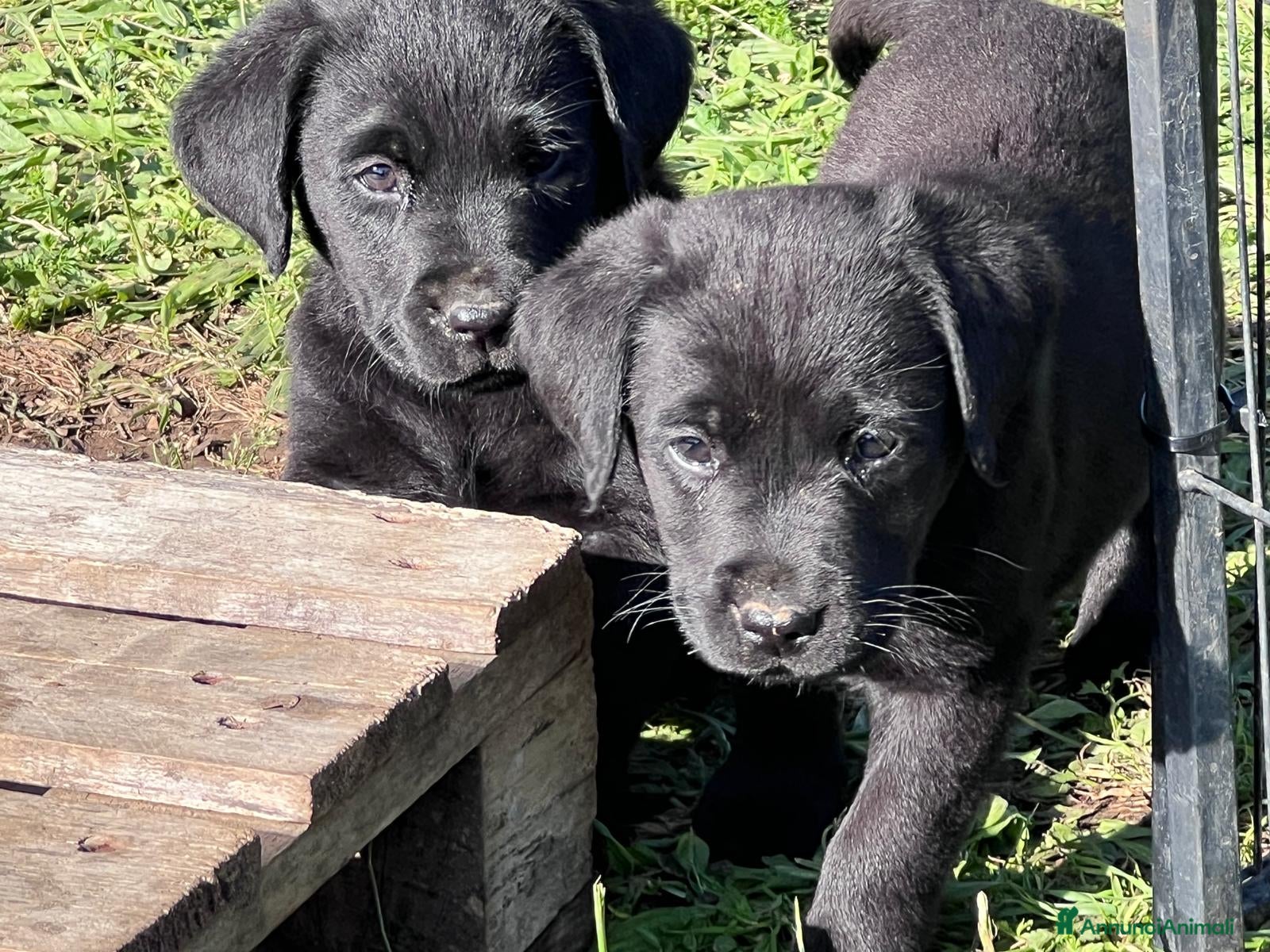 Labrador cani Cuccioli di Labrador Retriever neri  - Annuncio 1