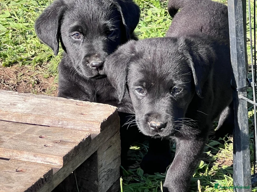 Labrador cani in vendita: Cuccioli di Labrador Retriever neri  - Annuncio 1