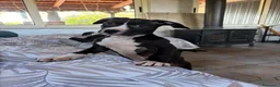 Pitbull cani in vendita: Cuccioli pitbull  - Annuncio 7