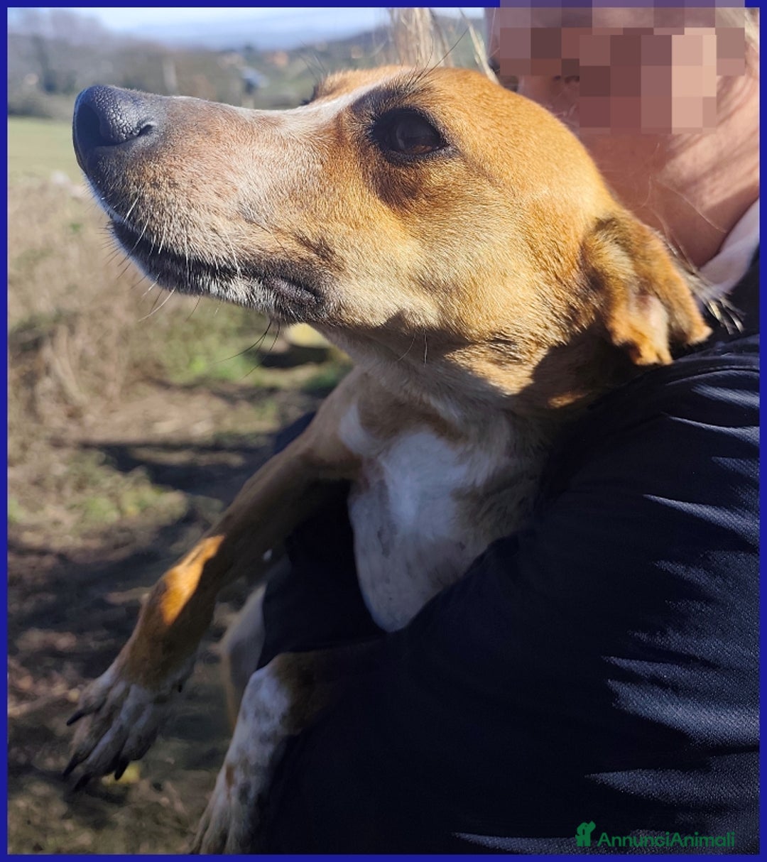 Meticcio cani in regalo: ALPENLIEBE, TENERA PICCOLETTA DI 4 ANNI  - Annuncio 7