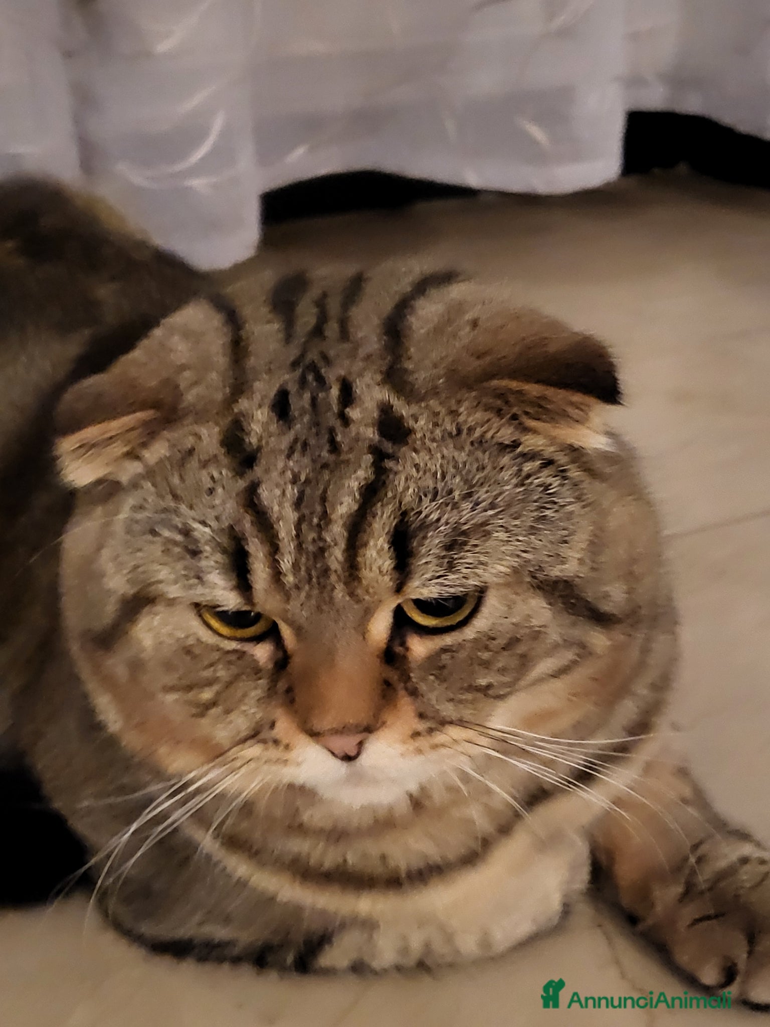 British gatti Cerchiamo gatta per accoppiamento  - Annuncio 4