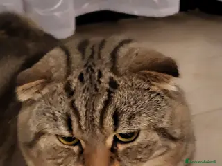 British gatti Cerchiamo gatta per accoppiamento - Annuncio 4