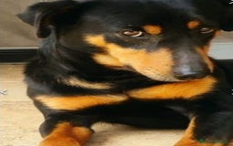 Meticcio gatti in regalo: Nero focato 4/5anni kg9 vissuto a catena OK GATTI a Città metropolitana di Milano - Immagine 3