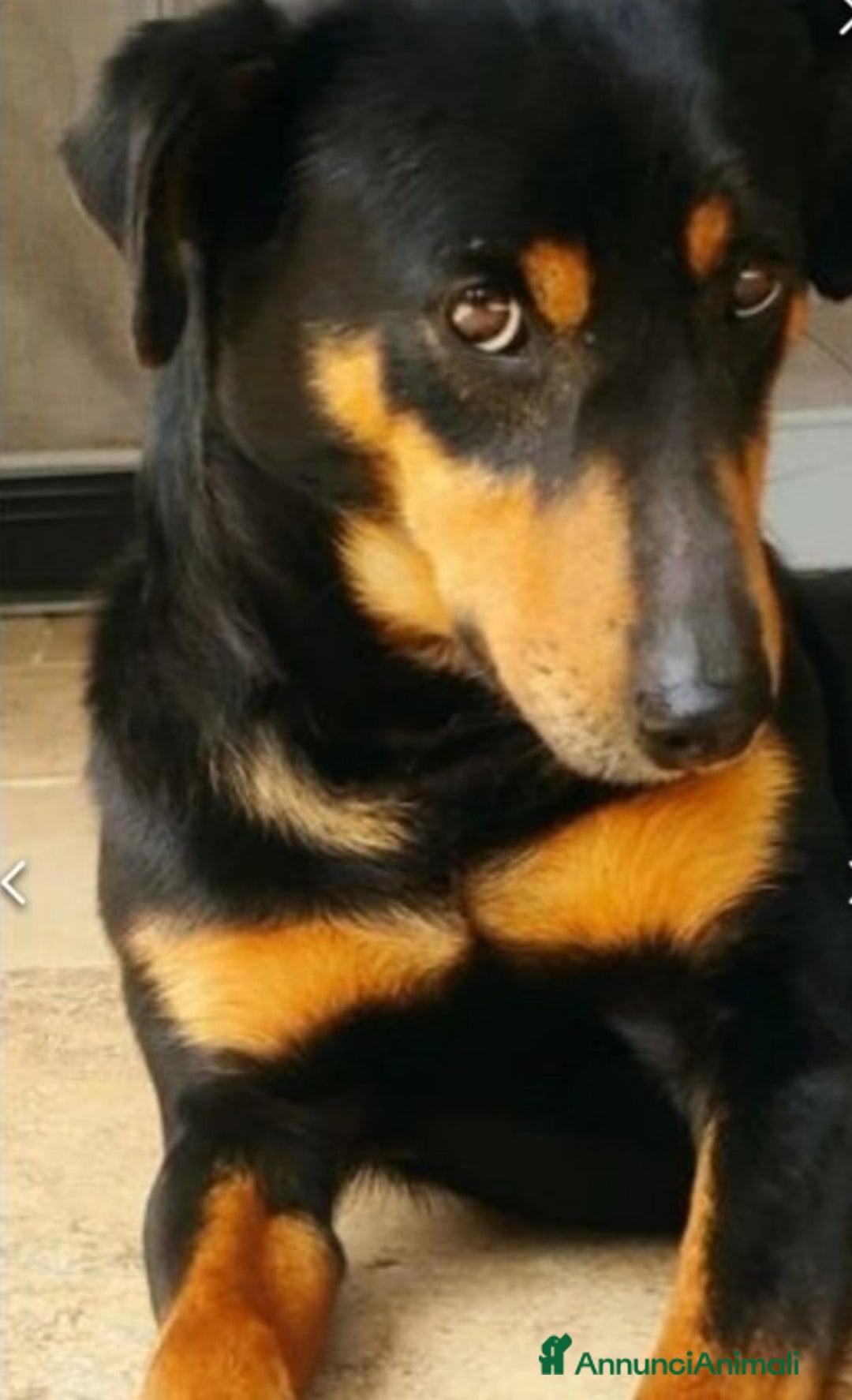 Meticcio gatti in regalo: Nero focato 4/5anni kg9 vissuto a catena OK GATTI a Città metropolitana di Milano - Immagine 3